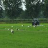 ooievaarsoponderwatergezetgraslandlageveldherwijnen28052020 1